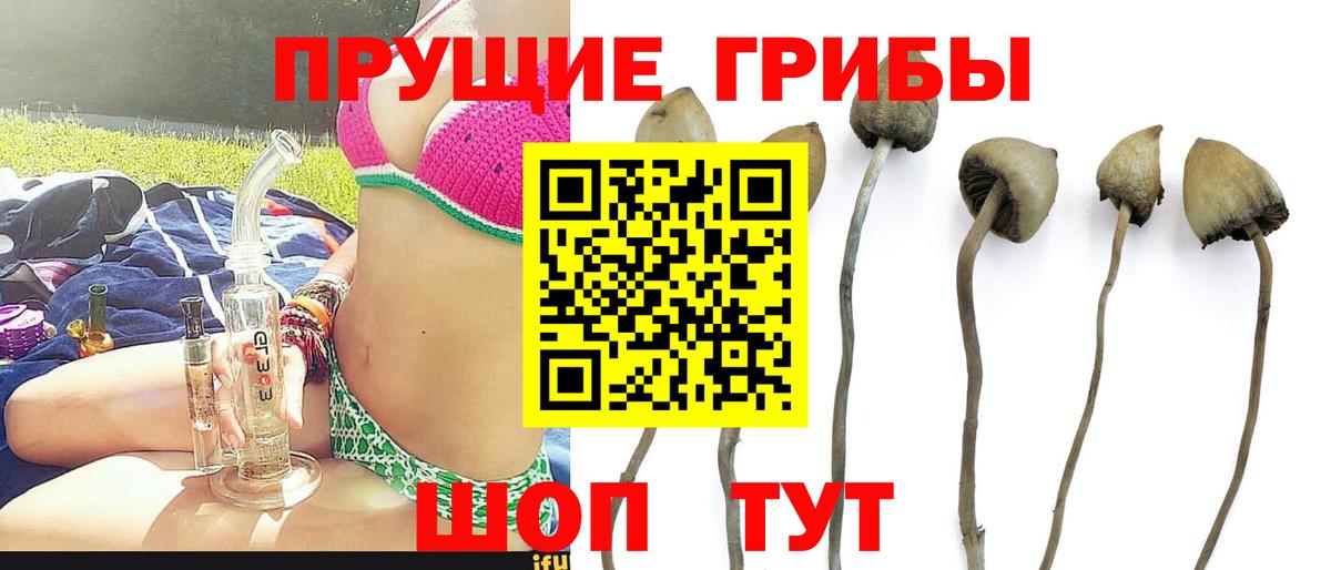 Галлюциногенные грибы Cubensis Гулькевичи